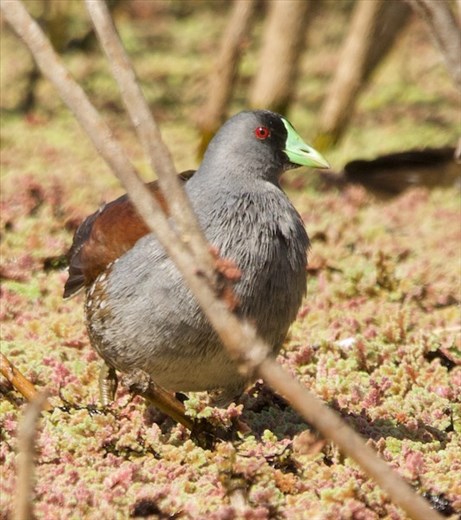 Spot-flanked Gallinule, Costanera Sur Reserve