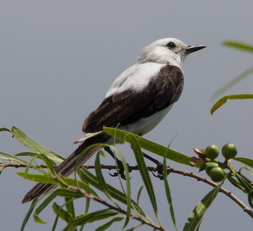 Black and white Monjita, Iberá National Park