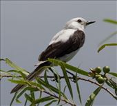 Black-and-White Monjita, Iberá National Park: by vagabonds3, Views[252]