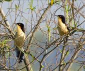 Black-capped Donacobius, Laguna Iberá: by vagabonds3, Views[255]