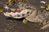 Yacare Caiman showing his pearly whites, Laguna Iberá: by vagabonds3, Views[227]