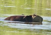 Capybara swimming in Laguna Iberá: by vagabonds3, Views[216]