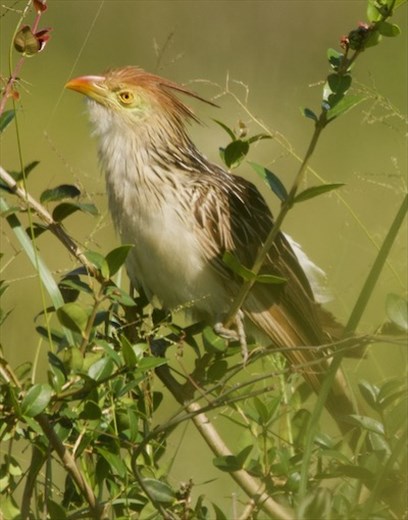Guira Cuckoo, Iberá National Park