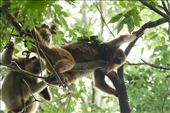 Howler monkeys, Ceiba: by vagabonds3, Views[195]