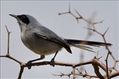 Masked Gnatcatcher, Ceibas: by vagabonds3, Views[228]