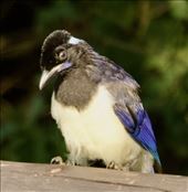 Plush-crested Jay, Parque Nacional Iberá: by vagabonds3, Views[204]