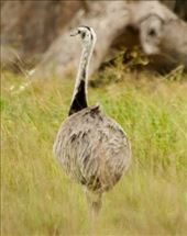 Lesser Rhea, road to Iberá: by vagabonds3, Views[195]