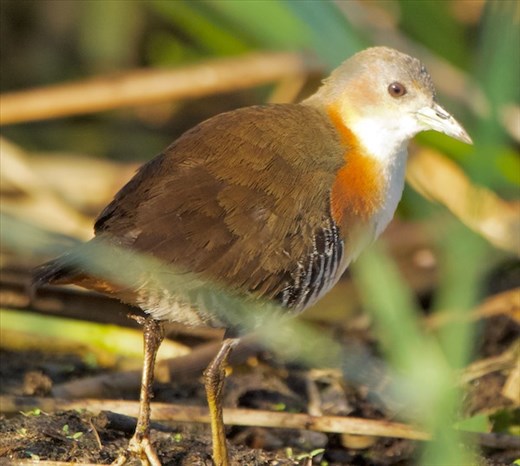 Rufous-sided Crake, Iberá National Park