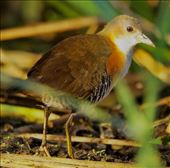 Rufous-sided Crake, Laguna Iberá: by vagabonds3, Views[385]