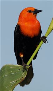 Scarlet-Headed Blackbird, Iberá National Park: by vagabonds3, Views[261]