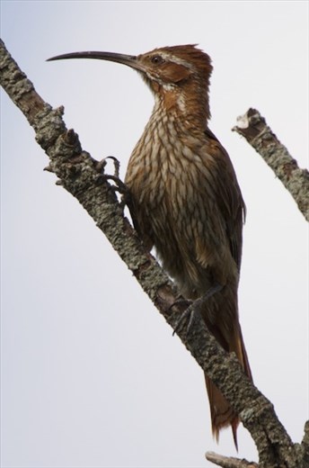 Scimitar-billed Woodcreeper, Iberá National Park