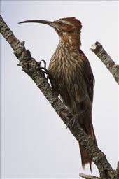 Scimitar-billed Woodcreeper, Iberá National Park: by vagabonds3, Views[325]
