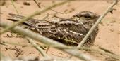 Scissor-tailed Nightjar, Ceibas: by vagabonds3, Views[191]