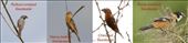 Seed-eaters side-by-side: by vagabonds3, Views[280]