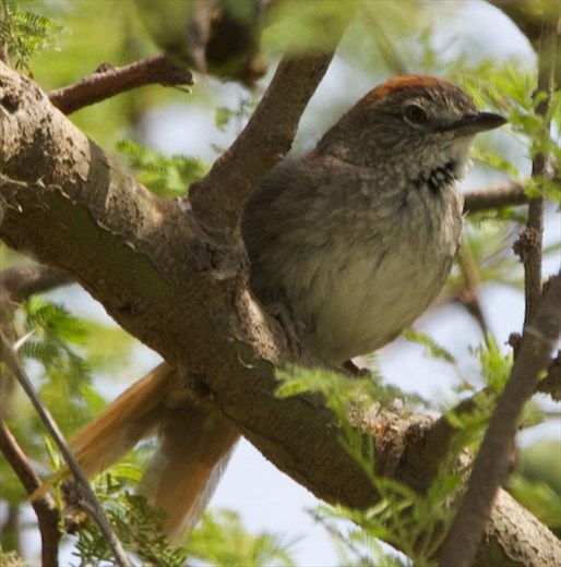 Sooty-fronted Spinetail, Lagunas Iberá 