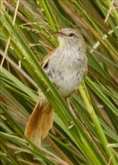 Sulfur-Breasted Reedhaunter, Parque Nacional Iberá: by vagabonds3, Views[288]