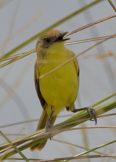 Warbling Doradito, Ceiba (aka Warbling Dorito)