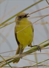 Warbling Doradito, Ceiba (aka Warbling Dorito): by vagabonds3, Views[208]