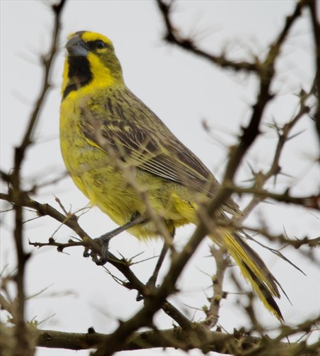 Yellow Cardinal, Iberá National Park