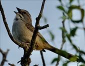 Chaco Sparrow, Quebrada Del Condorito NP: by vagabonds3, Views[203]
