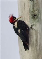 Cream-backed Woodpecker, near Mina Clavero: by vagabonds3, Views[251]
