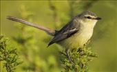 Greater Wagtail Tyrant, Mina Clavera: by vagabonds3, Views[215]