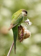 Grey-hooded Parakeet: by vagabonds3, Views[196]