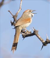 Pale-breasted Spinetail, near Mina Clavero: by vagabonds3, Views[204]