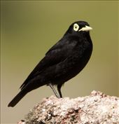 Spectacled Tyrant, near Mina Clavero: by vagabonds3, Views[273]