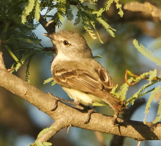 Straneck's Tyrannulet, Mina Clavero