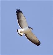 Variable Hawk, Quebrada Del Condorito NP: by vagabonds3, Views[220]