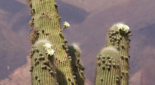 Cardon Cactus Blossoms