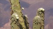 Cardon Cactus Blossoms: by vagabonds3, Views[263]