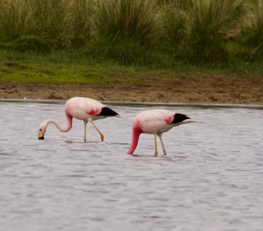 Andean Flamingos