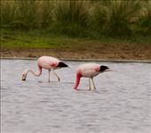 Andean Flamingos: by vagabonds3, Views[133]