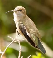 Andean Hillstar, a lot of work for a little hummingbird: by vagabonds3, Views[78]