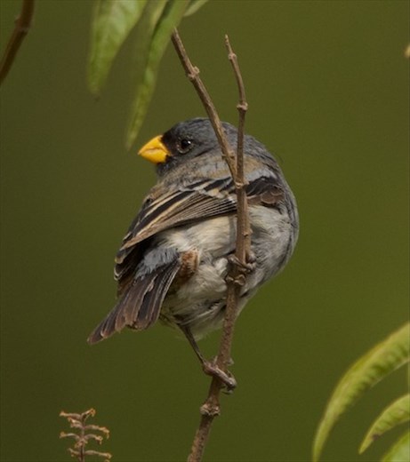 Band-Tailed Seedeater