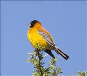 Black-Hooded Sierra Finch: by vagabonds3, Views[205]