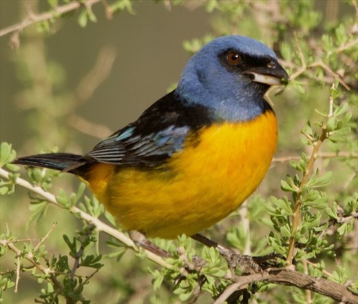 Blue-and-Yellow Tanager, one of our favorites