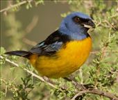 Blue-and-Yellow Tanager, one of our favorites: by vagabonds3, Views[82]