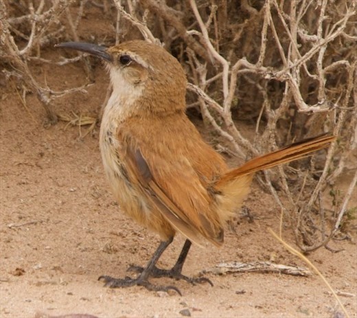 Buff-Breasted Earthcreeper