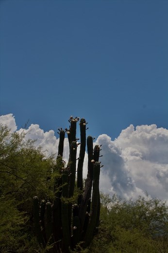 Cardon Cactus in bloom