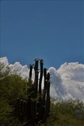 Cardon Cactus in bloom: by vagabonds3, Views[260]