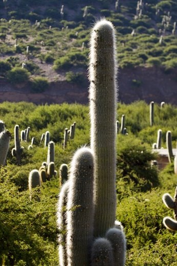 Cardone Cactus