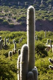 Cardone Cactus: by vagabonds3, Views[199]