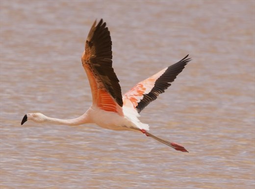 Chilean Flamingo