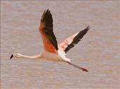 Chilean Flamingo: by vagabonds3, Views[101]