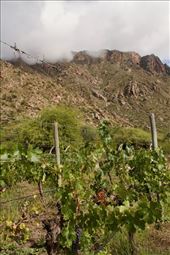 Finca Las Nubes means Farm of the Clouds: by vagabonds3, Views[231]