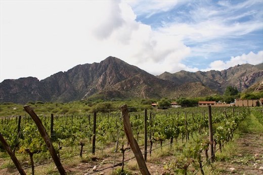 Finca las Nubes Vineyard