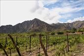 Finca las Nubes Vineyard: by vagabonds3, Views[194]